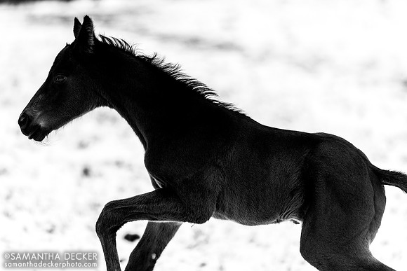 2023 Independence Hall Colt Out of Seascape at Mahoney Eden Manor
