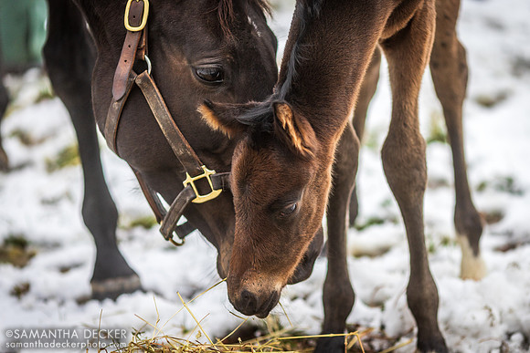 Seascape and Her 2023 Independence Hall Colt at Mahoney Eden Manor
