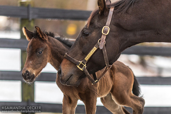 Seascape and Her 2023 Independence Hall Colt at Mahoney Eden Manor