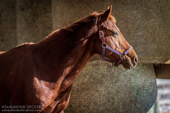 Tydus at Hananna Stables, Ballston Spa, NY