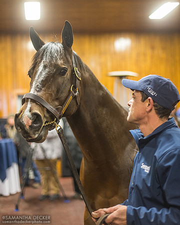 Honest Mischief at Sequel Stallions, Hudson, NY