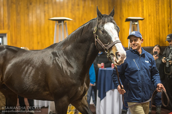 Freud at Sequel Stallions, Hudson, NY