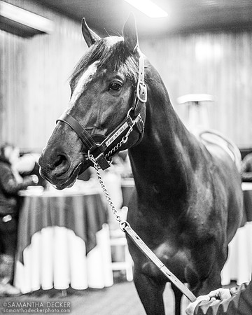 Fire at Will at Sequel Stallions, Hudson, NY