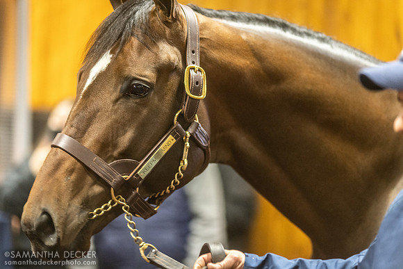 Keepmeinmind at Sequel Stallions, Hudson, NY