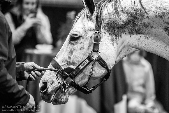 Mission Impazible at Sequel Stallions, Hudson, NY