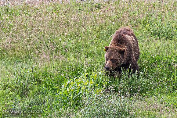 A Grizzly Bear in Lake Louise