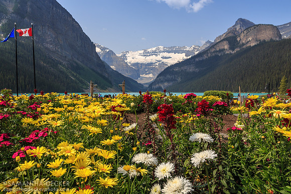 Lake Louise Flowers