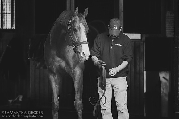 Justify at Coolmore at Ashford Stud