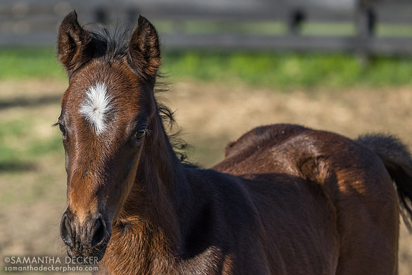 2026 Domestic Product colt out of Evening Primrose, Thirty Year Farm, Saratoga Springs, NY