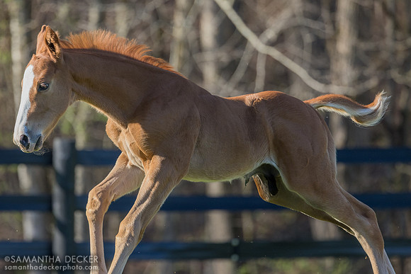 2026 Practical Joke colt out of Happy Talk, Thirty Year Farm, Saratoga Springs, NY