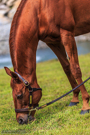 Funny Cide at Old Friends at Cabin Creek, Greenfield, NY, 2015