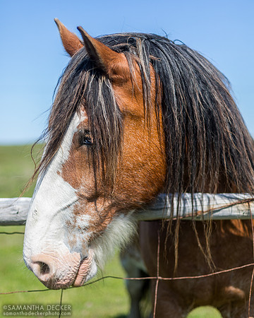 A Horse in Bonavista, Newfoundland