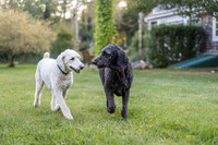 Chowder and Otis