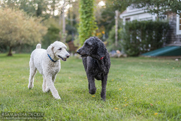 Chowder and Otis