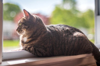 Fran