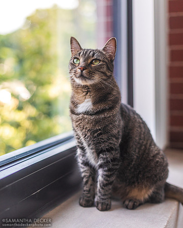 Franny the Cat