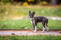 Mijo the Boston Terrier