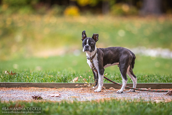 Mijo the Boston Terrier