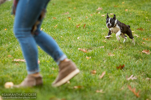 Mijo the Boston Terrier