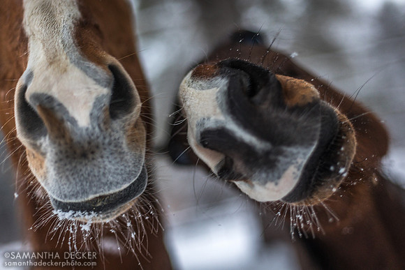 Red and Bo, Old Friends at Cabin Creek, 2023