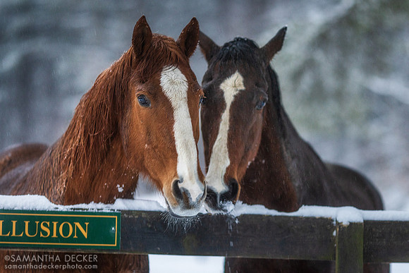 Red Down South and Bold Illusion, Old Friends at Cabin Creek