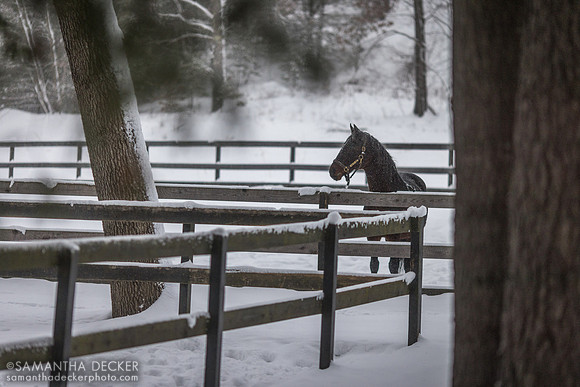 Naughty New Yorker, Old Friends at Cabin Creek