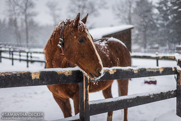 Mr. Cowboy, Old Friends Cabin Creek