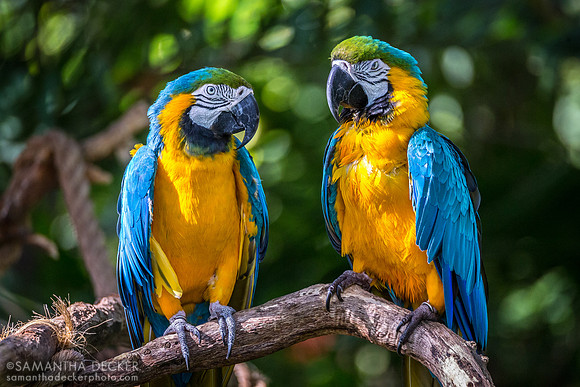 Parrots, Disney's Animal Kingdom