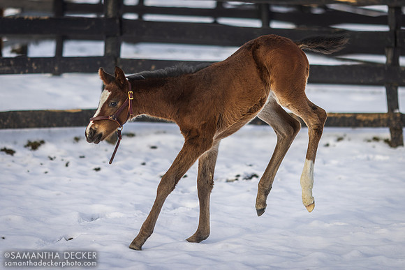 2023 Tacitus Filly Out of Lady Joan, Irish Hill Century Farm, Stillwater, NY