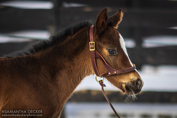 2023 Tacitus Filly Out of Lady Joan, Irish Hill Century Farm, Stillwater, NY
