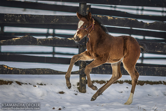 Tacitus Filly Out of Lady Joan, Irish Hill Century Farm, Stillwater, NY