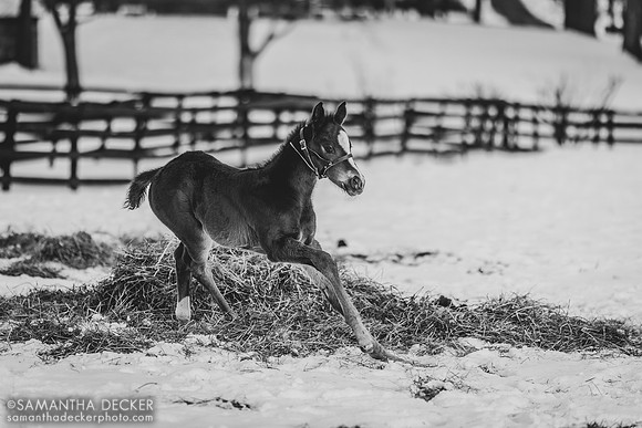 Tacitus Filly Out of Lady Joan, Irish Hill Century Farm, Stillwater, NY