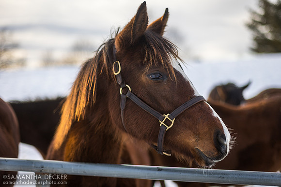 Party at the Post as a yearling, Irish Hill Century Farm, Stillwater, NY