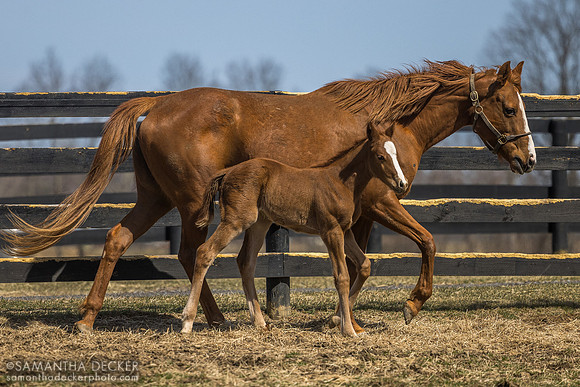 Evening Primrose and her 2025 Taiba filly, Thirty Year Farm, Saratoga Springs, NY