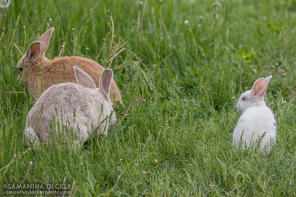Rabbits, 2026