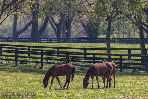 Yearlings, Spendthrift Farm, Lexington