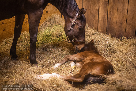 C'est la vie and Her 2023 Munnings Colt