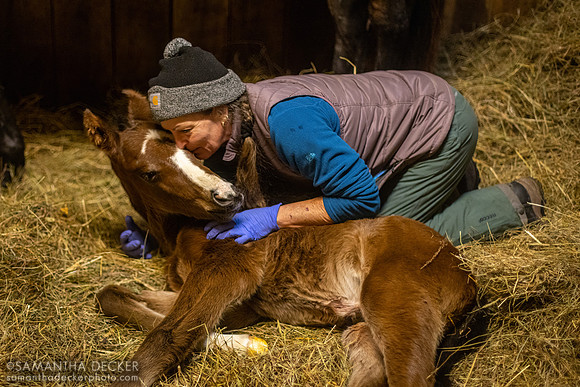 Britt and C'est la vie's 2023 Munnings Colt