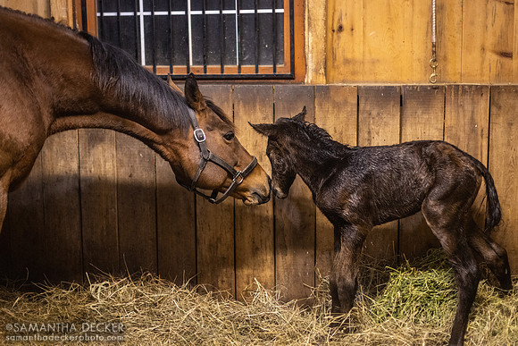 Goodyearforroses (IRE) and Her 2023 War Front Filly