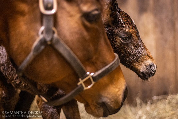 Goodyearforroses (IRE) and Her 2023 War Front Filly