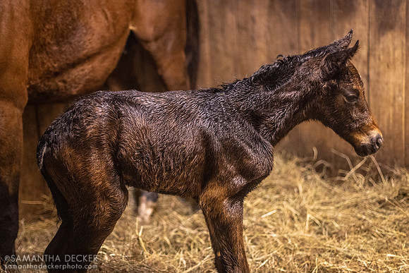 Goodyearforroses (IRE) and Her 2023 War Front Filly