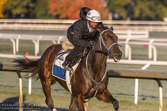 Thorpedo Anna training for the Breeders' Cup, 2024