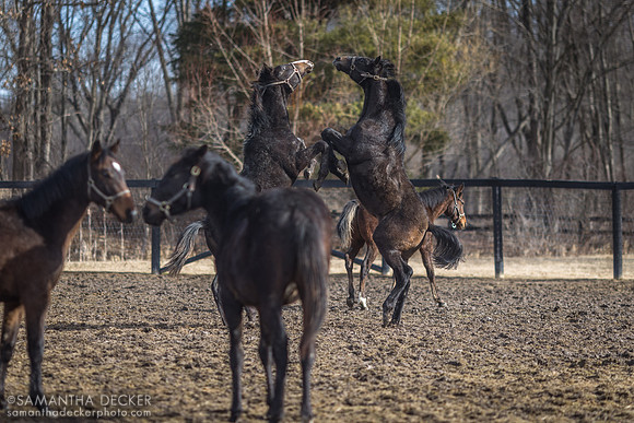 Yearling colts