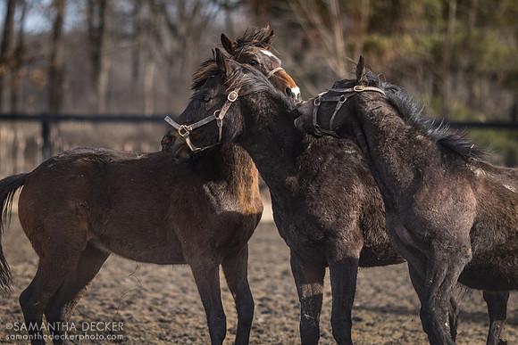 Yearling colts