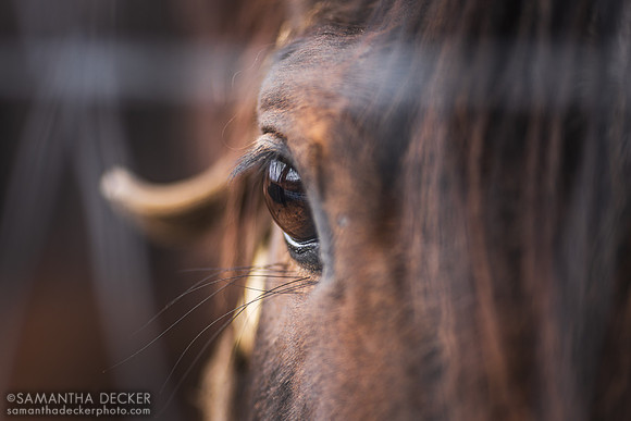 Broodmare at Sugar Plum Farm