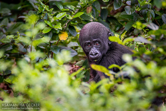 Baby Gorilla, Pangani Forest Exploration Trail, Disney's Animal Kingdom