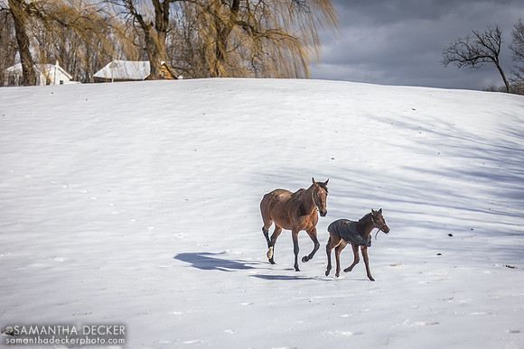 Goodyearforroses (IRE) and her 2023 War Front filly