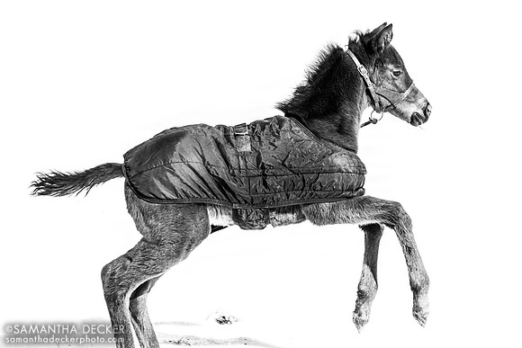 2023 War Front filly out of Goodyearforroses (IRE)