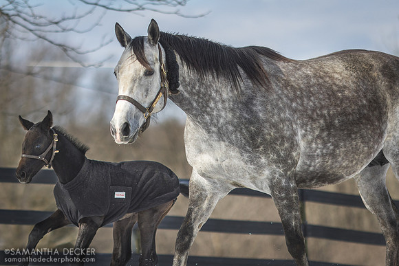 All Over the Map and her 2023 King for a Day colt, Reign It In