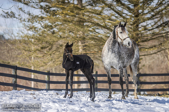 All Over the Map and her 2023 King for a Day colt, Reign It In